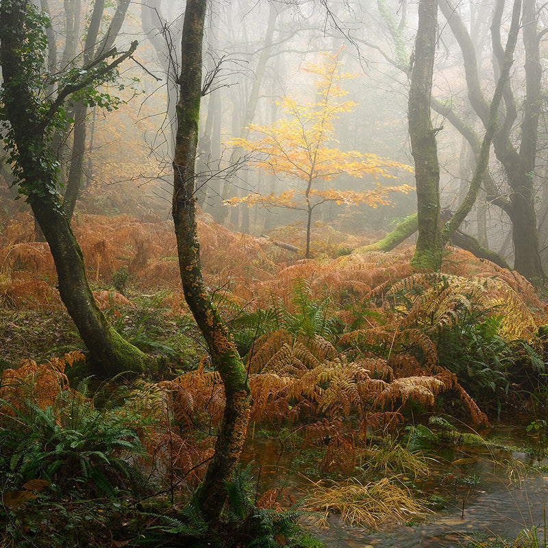 Guest Blog: Shooting Woodlands By Neil Burnell