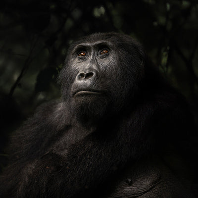 Guest Blog: Photographing Mountain Gorillas in Bwindi Impenetrable Forest by Lara Jackson