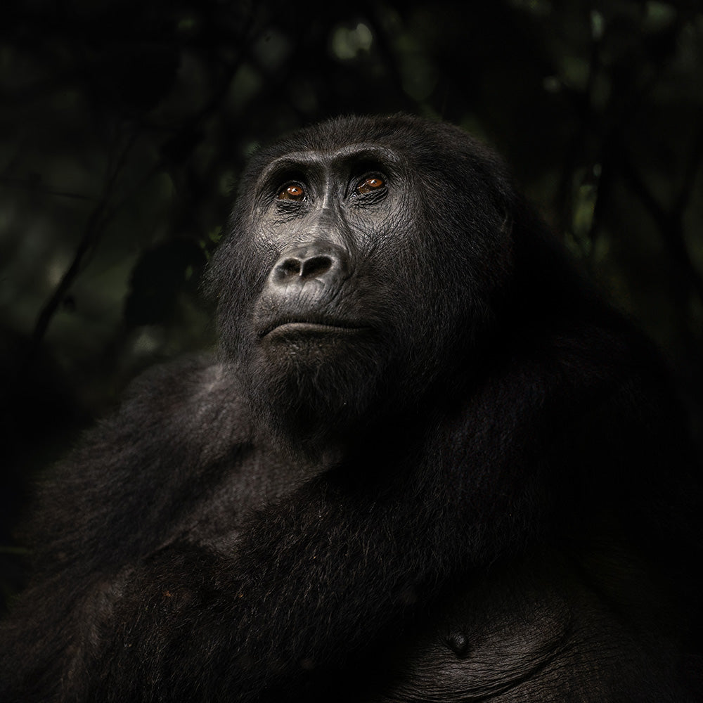Guest Blog: Photographing Mountain Gorillas in Bwindi Impenetrable Forest by Lara Jackson