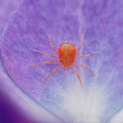 Guest Blog: Tips for Outdoor Macro and Close-Up Photography by Geraint Radford