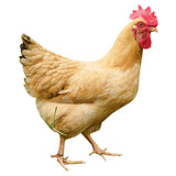 Charles 2.0 Magnesium Alloy Tripod System for studio & landscapes